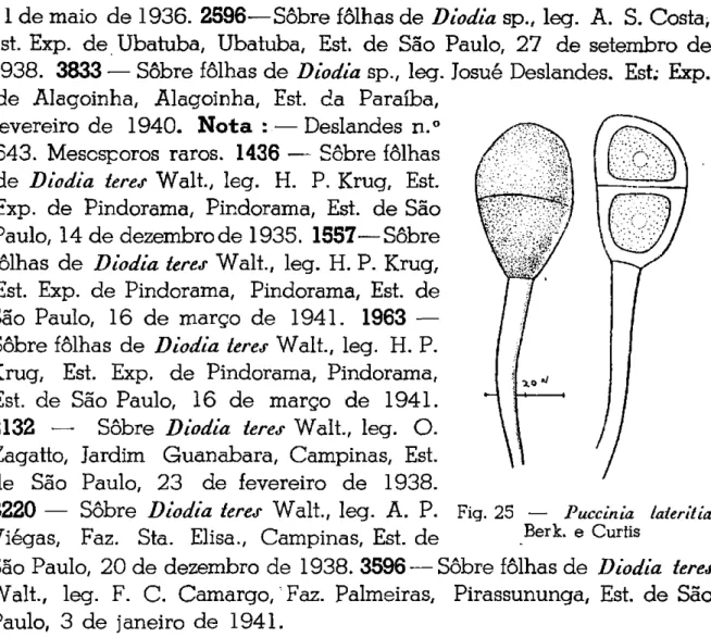 Fig.  25 — Puccinia laieritia  Berk, e Curtis 