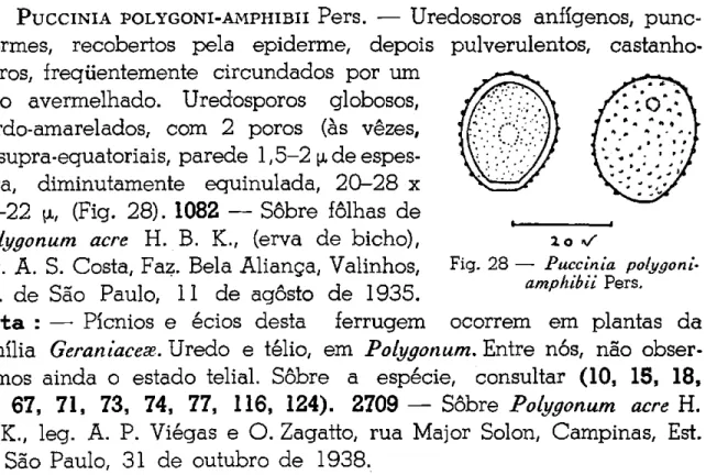 Fig. 28 — Puccinia polygoni- polygoni-amphibii Pers.  Soris teleutosporiferis, hypophyllis, punctiformibus, aggregatis, non pulverulentis sed compactis, eggregiis coloniis castaneo­brunneis centro expallentibus efformantibus, maculis flavescentibus, 2­3 mm