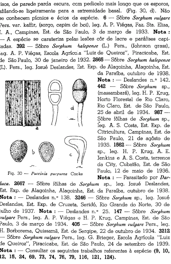 Fig. 30 — Puccinia purpurea Cooke 