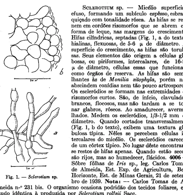 Fig. 1. — Sclerotium sp. 