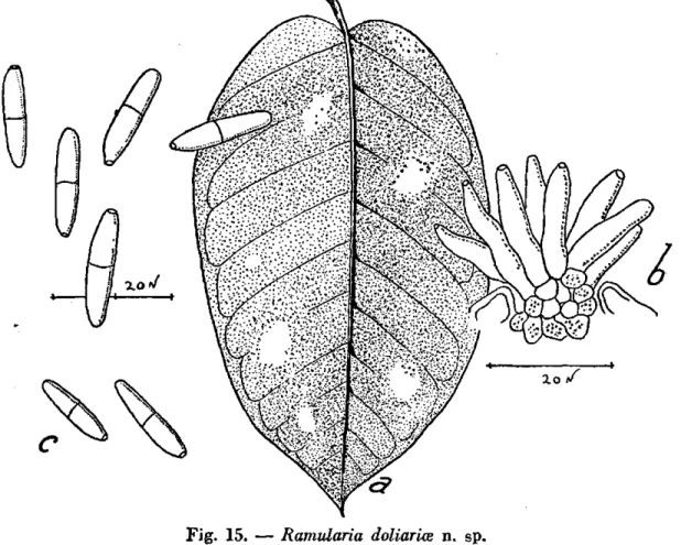 Fig. 15. — Ramularia doliarice n. sp. 