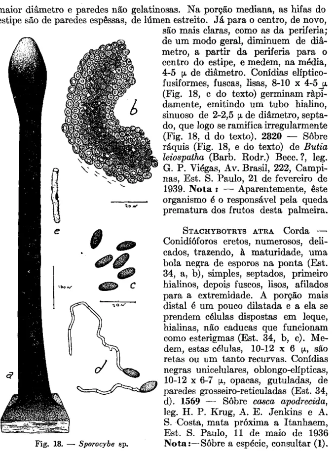 Fig. 18. — Sporocybe sp. 