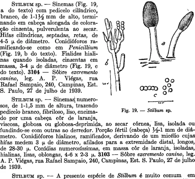 Fig. 19. — Stilbum sp. 