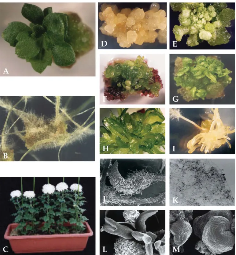 Figure 1. In vitro growth of chrysanthemum plantlets exposed to different carbon treatments