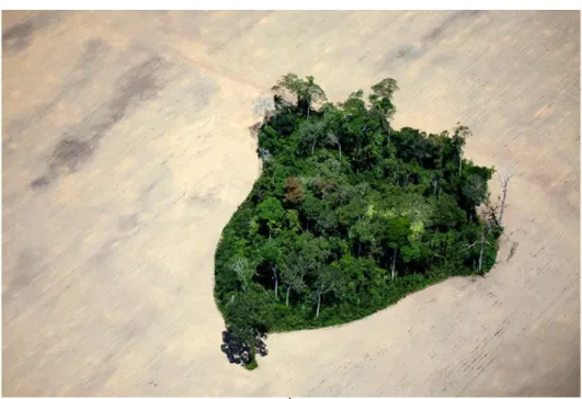 Fig. 12 - Pedaço “poupado” de floresta rodeado de campos de soja no sul de Itaituba, Pará, Brasil