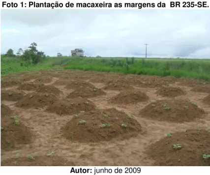Foto 1: Plantação de macaxeira as margens da  BR 235-SE. 