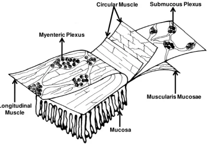 Figure 1.1  – The  enteric  plexi  seen  in  a  whole  mount  view.  There  are two  major  ganglionic  plexi,  the  myenteric  and  the  submucous plexus,  in  addition  to  plexi  of  nerve  fibres in the muscle, in the mucosa and around the arterioles