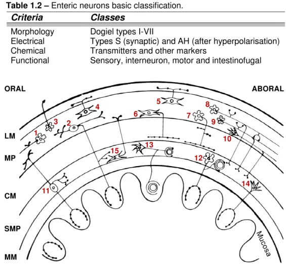 Table 1.2 – Enteric neurons basic classification. 
