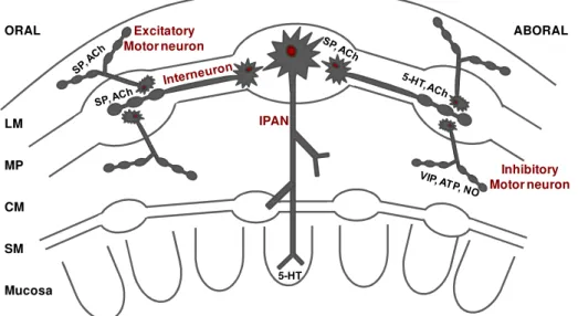 Figure 1.4 – Enteric neurons and neurotransmitters involved in identified functional  enteric  synapses