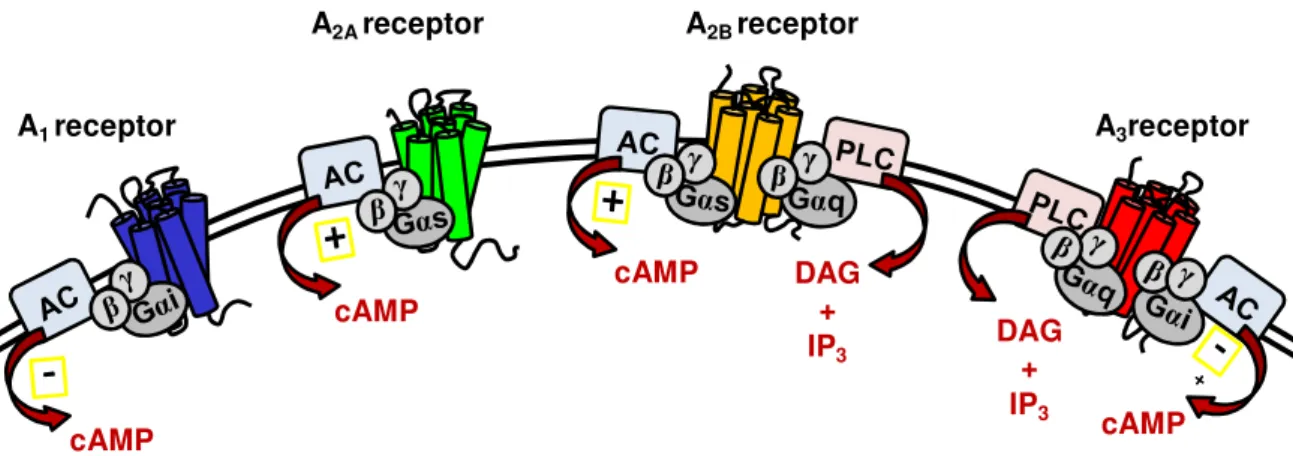 Figure 1.14 - Schematic diagram illustrating major adenosine receptors signalling  pathways