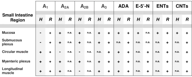 Table 1.9 – Small Intestinal localization of adenosine receptor subtypes, enzymes  and transporters in humans and rats