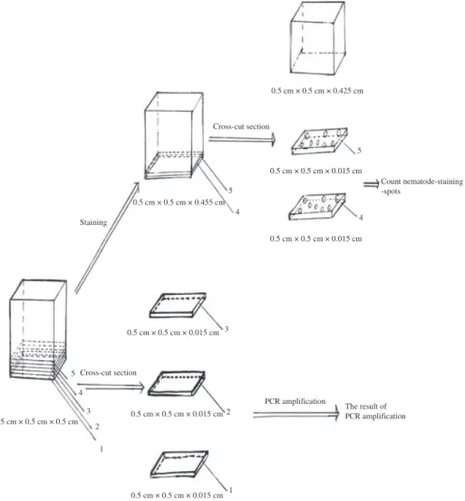 Fig. 2. Schematic diagram illustrating the method used for a rapid, staining-assistant wood sampling for PCR-based detection of pine wood nematode Bursaphelenchus xylophilus in Pinus massoniana