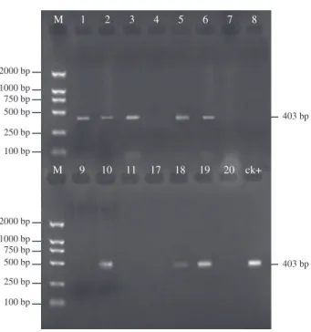 Fig. 6. Electrophoresis of the Bursaphelenchus xylophilus-specific amplicons derived from a 5 mg wood sample (cut in cross-section) with a number of stained- nematode-spots (NSSs)