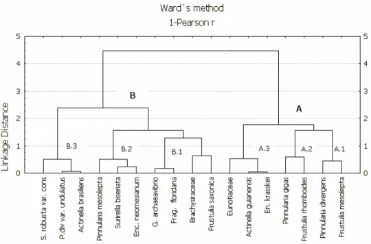 Figure 5 - Cluster analysis of the diatoms from the superficial sediments in Caçó Lake, April  1999