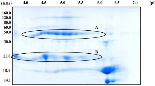 Figure  1  -  Two-dimensional  electrophoresis  of  bovine  colostrum  whey  proteins  (1mg)  after  dialysis and treatment with the Albumin and IgG Removal Kit