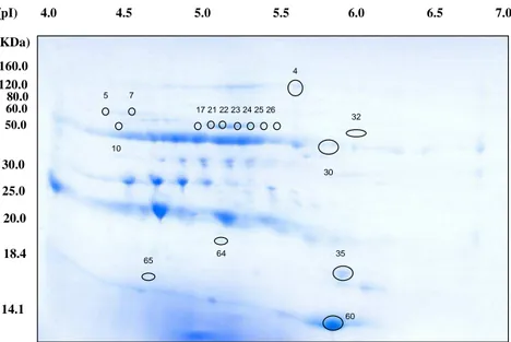 Figure 4 -  Two-dimensional electrophoresis pattern of bovine mature milk whey proteins (4 mg)  after  dialysis,  treated  with  Vivaspin  500  (100kDa)  and  precipitated  by  10%  TCA