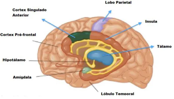 Figura 5 – Secções do cérebro responsáveis pelas emoções