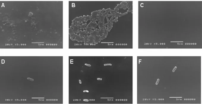 Figure 2 - SEM images showing the effect of  xylitol on the adhesion of E. coli EPEC. The strain  was treated with 0.5% xylitol (Panel D), 2.5% xylitol (Panel E) and 5.0% xylitol (Panel  F)