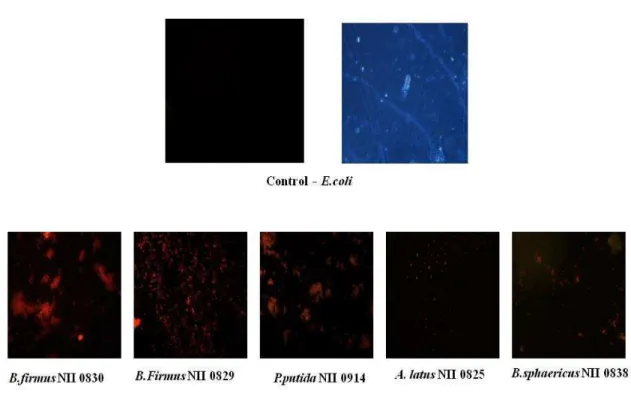 Figure 1 - Screening of various microorganisms for PHB production by Nile blue staining