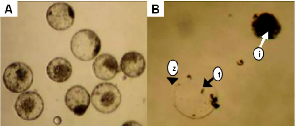 Figure 1 - Mechanically isolated bovine ICM. (A) Expanded and hatched blastocysts. (B) ICM (i)  separated from the zona pellucida (z) and trophoblast cells (t)