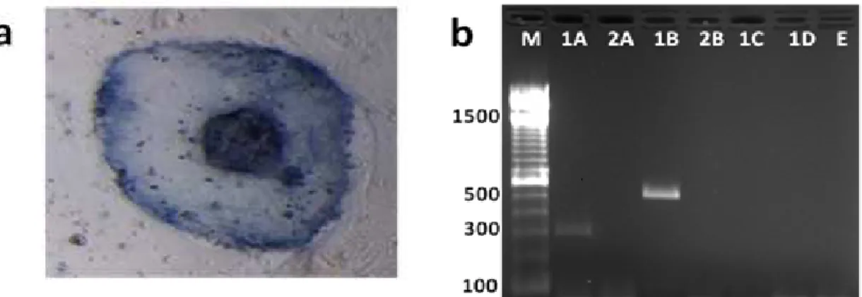 Figure  3  -  Analysis  of  the  undifferentiated  state  of  the  bovine  embryonic  stem-like  cells