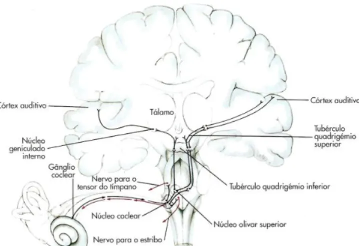 Figura 4.9 - Vias da audição no sistema nervoso central (Fonte: Seeley, R., 2001). 