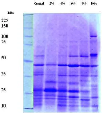 Figure 3 - Protein pattern in Pseudanabaena lemnetica grown under different levels of industrial  wastewater and untreated control cultures