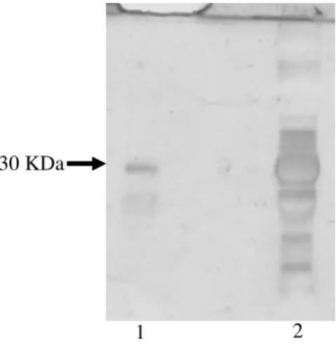 Figure  6  -  SDS-PAGE:  Line  1  retained  peak  from  A.  precatorius  chromatography  in  C