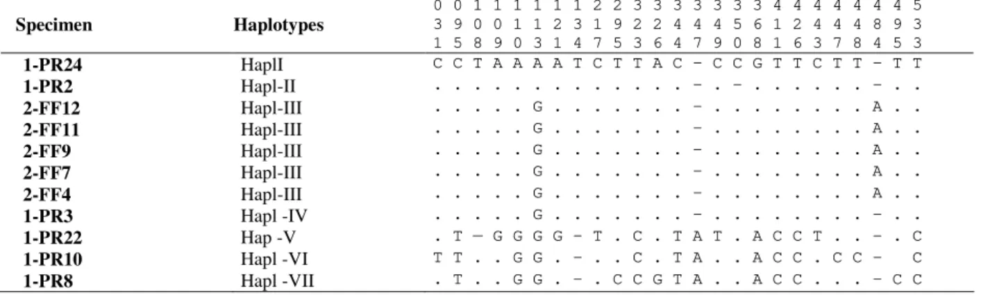 Table 1 - Polymorphic nucleotide sites in sequence (540 pb) of the D-loop hypervariable region of specimens of B