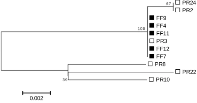 Figure 5 - Neighbor-joining dendrogram obtained with the matrix of the distances of Tamura and  Nei,  estimated  with  the  D-loop  sequences  of  specimens  of  B