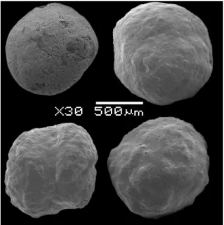 Figure 1 - Image analysis (SEM-25keV) of the surface of the pellets UC, K1, K2 e K3.