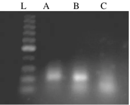 Figure 3 - Lanes A, B, C and D represent the very fast single step assembly PCR with 20, 50, 100  and  200  nM  respectively
