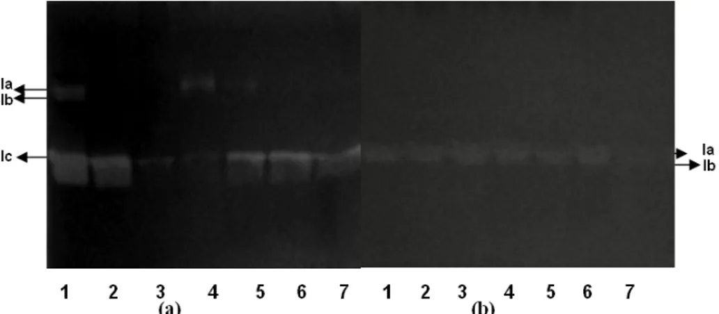 Figure 3- Zymography of extracellular proteins from Scytalidium thermophilum and Sporotrichum  thermophile