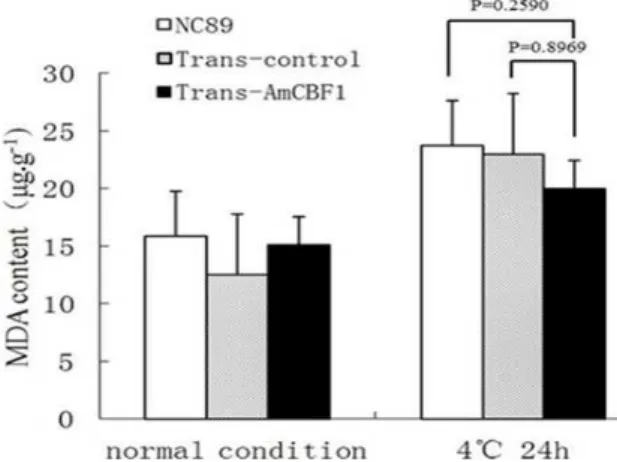 Figure  11  -  POD  activity  in  leaves  of  NC89,  Trans- Trans-control and Trans-AmCBF1 tobacco