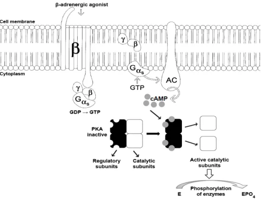Figure 2 - Intracellular signaling pathways for the  β-adrenergic receptor. β, β-adrenergic receptor; 