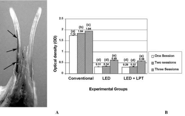 Figure 1 - Representation of the results on dental bleaching. (A): photograph of the rat jaw showing  the experimental incisors after diaphanization