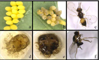 Figure  5:  Parasitoids  on  various  life  stages  of  H.  vigintioctopunctata  a.)  Healthy  egg  clusters  b.)  egg  clusters  parasitized by  Tetrastichus sp