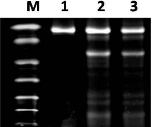 Figure 5 - Western blot analysis of nanoparticles  induced apoptosis via caspase-dependent pathway 