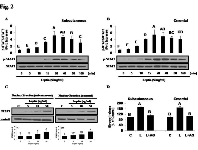 Figure 2- Regulation of STAT3 activation by  in vitro  metreleptin administration in hPA