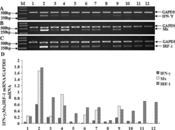 Figure  1.  Semi-quantitative  RT-PCR  analysis  of  IFN-γ,  Mx  and  IRF-1  mRNA  expression  in  various  tissues  of  Japanese flounder