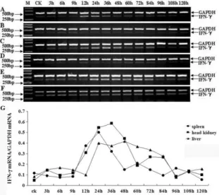 Figure 2.  Semi-quantitative RT-PCR analysis of Japanese flounder IFN-γ in infected tissues (spleen, head kidney,  liver)