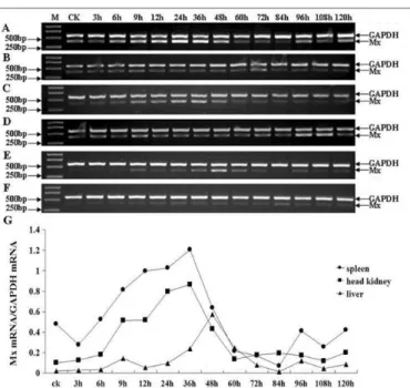 Figure  3.  Semi-quantitative  RT-PCR  analysis  of  Japanese  flounder  Mx  in  infected  tissues  (spleen,  head  kidney,  liver)