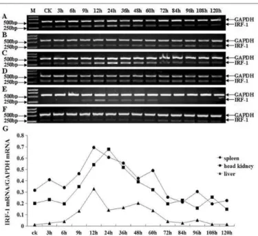 Figure 4. Semi-quantitative RT-PCR analysis of Japanese flounder IRF-1 in infected tissues (spleen, head kidney,  liver)