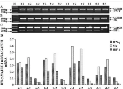 Figure 5. Semi-quantitative RT-PCR analysis  of IFN-γ, Mx and IRF-1 in infected tissues  of Japanese  flounder at  12h, 24h,  36h,  48h