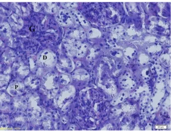 Figure 6- Kidney sections of Control rats X200, H&amp;E. G: Glomerulus, P: Proximal tubule, D: Distal tubule