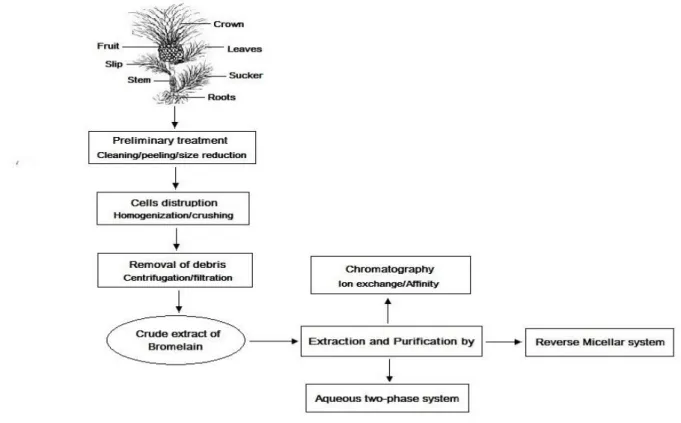 Figure 1 - Overview of extraction and purification of Bromelain. 