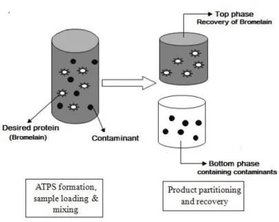 Figure 3 - Extraction and Purification of Bromelain through Aqueous Two Phase System (ATPS)