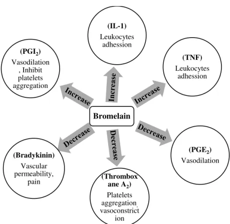 Figure 4: Effect of Bromelain on certain mediators of acute inflammation 