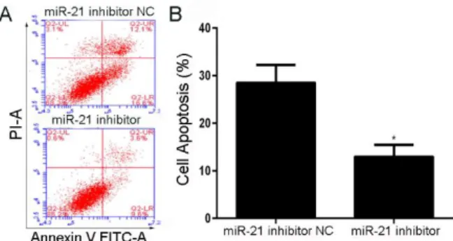 Figure 4  - Inhibition of apoptosis change. (A) SCs  were  transfected  with  miR-21  inhibitor  for  72  hours  before 