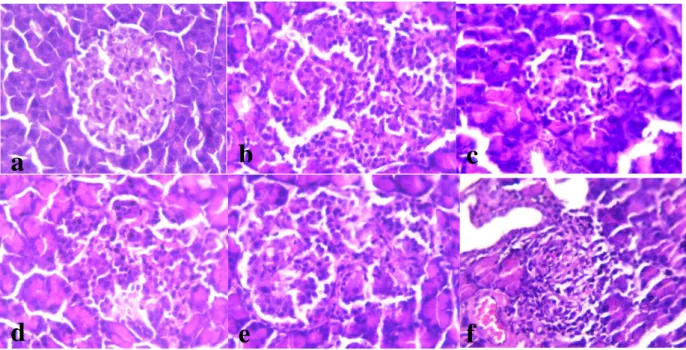Figure  6:  Photomicrograph  of  normal  architecture,  regular  in  shape  and  size  of  pancreatic  islet  cells  (a);alloxan  diabetic rats with 100 mg/kg bw (b); treated diabetic rats with5 mg/kg bw ofoleurpoien(c);10 mg/kg bw of oleuropein  treated d